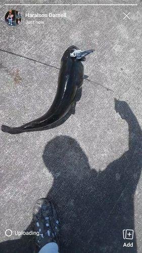 5pk of 7 Segment Lifelike Crankbaits