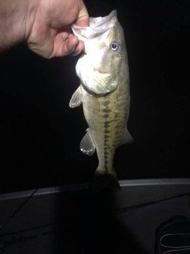 5pk of 7 Segment Lifelike Crankbaits