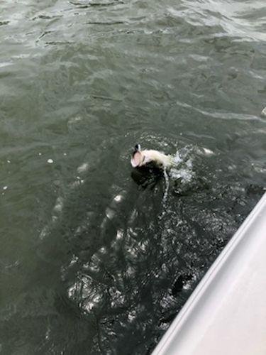 5pk of 7 Segment Lifelike Crankbaits