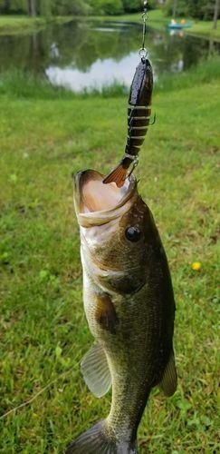 5pk of 7 Segment Lifelike Crankbaits