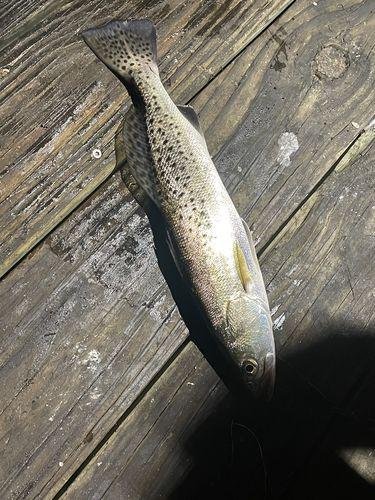9pack - Amazing ShrimpBaitX™ Fishing Lures