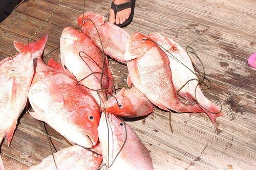 9pack - Amazing ShrimpBaitX™ Fishing Lures