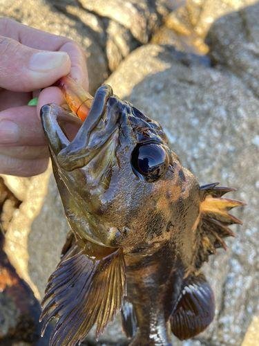 9pack - Amazing ShrimpBaitX™ Fishing Lures
