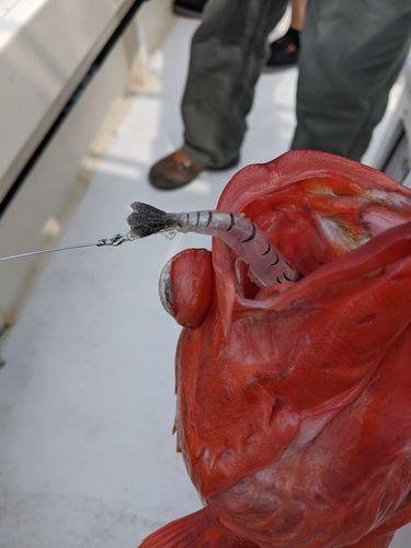 9pack - Amazing ShrimpBaitX™ Fishing Lures