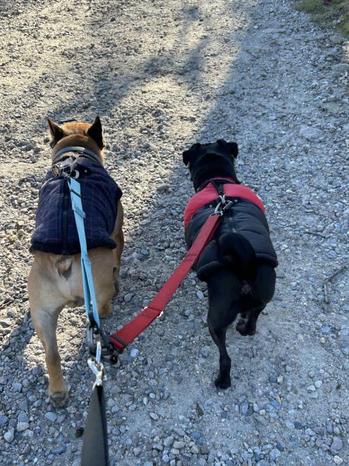 Professional dog fashion walker gear