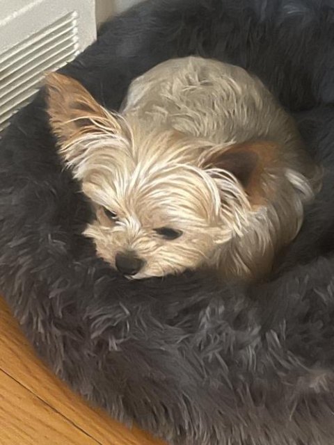 Premium Donut Dog Bed