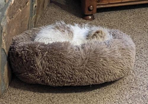 Premium Donut Dog Bed