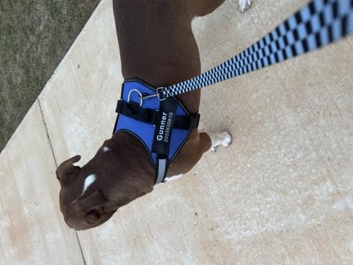 HarnessBuddy™ Car Safety Strap