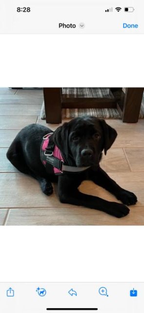 HarnessBuddy™ 2.0 Personalized Dog Harness