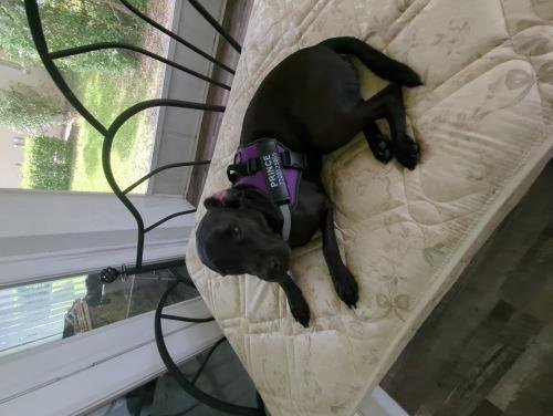 HarnessBuddy™ 2.0 Personalized Dog Harness