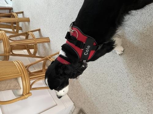 HarnessBuddy™ 2.0 Personalized Dog Harness