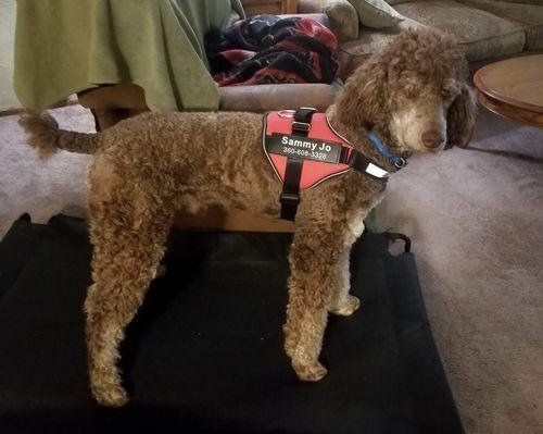 HarnessBuddy™ Car Safety Strap
