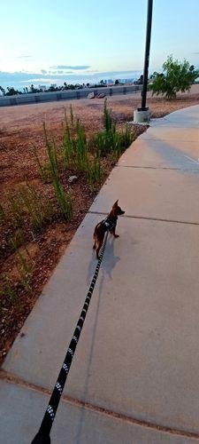 5ft HarnessBuddy™ Dog Leash