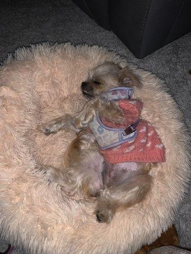 Premium Donut Dog Bed