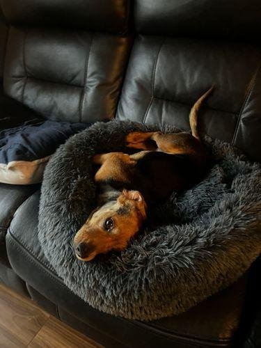 Premium Donut Dog Bed