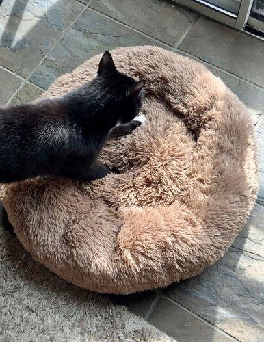 Premium Donut Dog Bed