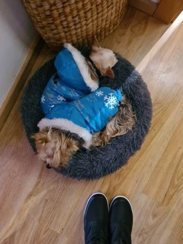 Premium Donut Dog Bed