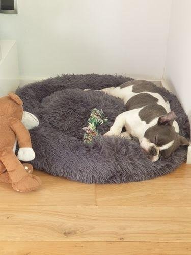 Premium Donut Dog Bed