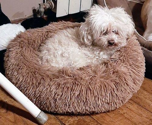 Premium Donut Dog Bed