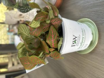 leafjoy littles™ Network News™ Primetime™ Nerve Plant (Fittonia albivenis) review
