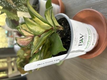leafjoy littles™ Endless Cascades™ Green Light™ Wax Vine (Hoya carnosa) review