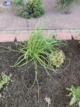 Pyromania® 'Orange Blaze' Red Hot Poker (Kniphofia hybrid) review