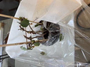 Kintzley's Ghost® Honeysuckle (Lonicera reticulata) | Proven Winners® New Variety 2025 review