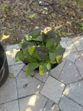 Let's Dance Sky View® Reblooming Hydrangea (macrophylla x serrata) review