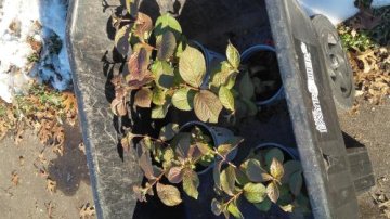 Midnight Sun® Reblooming Weigela (Weigela florida) review