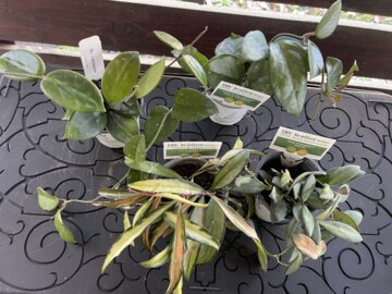 Wax Vine | leafjoy littles™ Endless Cascades