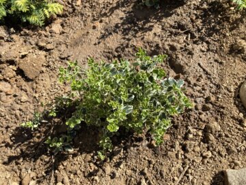 White Album® Wintercreeper (Euonymus fortunei) review