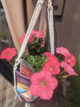 Supertunia® Black Cherry® Petunia (Petunia hybrid) review