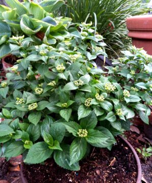 Fairytrail Bride® Cascade Hydrangea (Hydrangea x) review