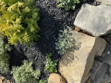 Silver Falls™ Silver Ponysfoot (Dichondra argentea) review