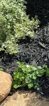 Snowstorm® Giant Snowflake® Bacopa (Sutera cordata) review