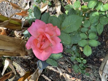 Reminiscent® Coral Rose (Rosa x) review