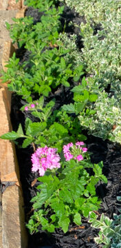 Superbena® Pink Cashmere™ Verbena (Verbena hybrid) review