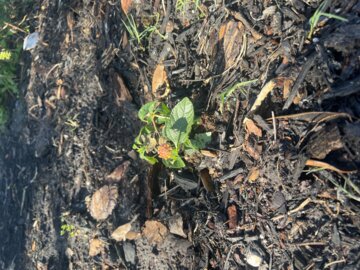 Luscious® Royale Cosmo Lantana (Lantana camara) review