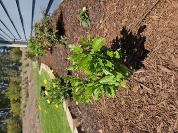 White Pillar® Rose of Sharon (Hibiscus syriacus) review