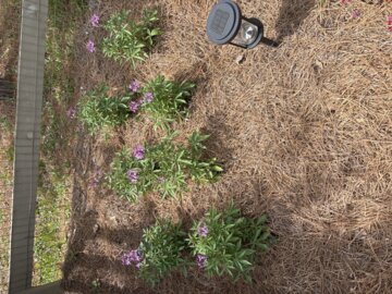 Señorita Rosalita® Spider Flower (Cleome hybrid) review