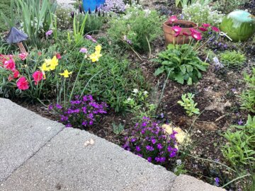 Laguna® Ultraviolet™ Lobelia (Lobelia erinus) review