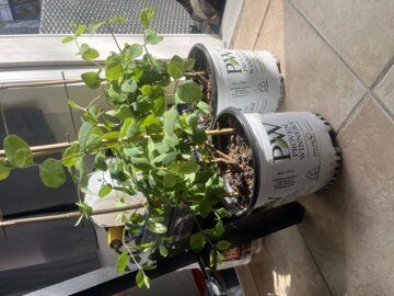 Kintzley's Ghost® Honeysuckle (Lonicera reticulata) | Proven Winners® New Variety 2025 review
