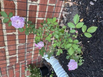 Rise Up Lilac Days® Rose (Rosa x) review