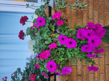 Limited Edition Royale | Supertunia Vista® Jazzberry® Petunia (Petunia hybrid) review