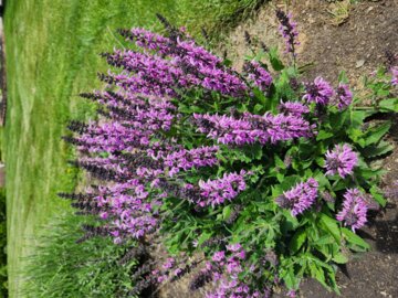Color Spires® 'Back to the Fuchsia' Perennial Salvia (Salvia hybrid) review