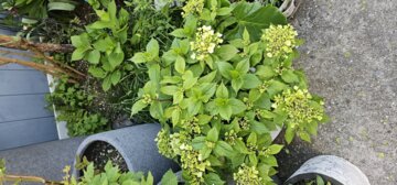 Fairytrail™ White Cascade Hydrangea (Hydrangea x) | Proven Winners® New Variety 2025 review