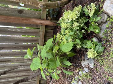 Fairytrail™ White Cascade Hydrangea (Hydrangea x) | Proven Winners® New Variety 2025 review