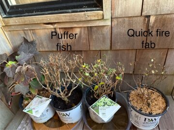 Quick Fire Fab® Panicle Hydrangea (Hydrangea paniculata) review