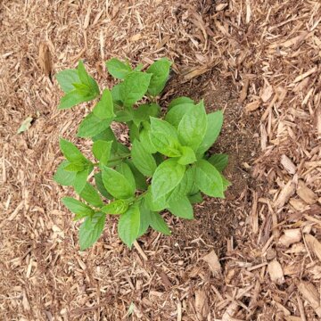 Little Lime Punch® Panicle Hydrangea (Hydrangea paniculata) review