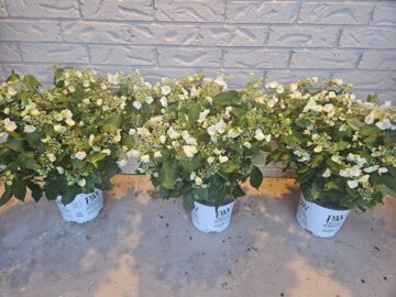Fairytrail Bride® Cascade Hydrangea (Hydrangea x) review